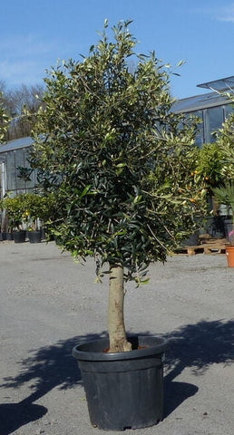 Echter 20 Jahre alter Olivenbaum 160 - 180 cm Höhe, beste Qualität. Winterhart.