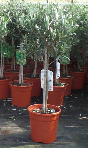 Olivenbaum mit Stamm, Olive 80 - 100 cm hoch, beste Qualität, Olea Europaea. Premiumqualität.