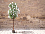 Künstlicher Wisteria Goldregenbaum weiß 1,50 - 1,80 Meter