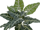 Caladium Pflanze 38 cm