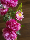 Pfingstrose, rosé, Kunstpflanze, 90cm