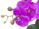Orchideen-Arrangement inkl. edlem Dekotopf