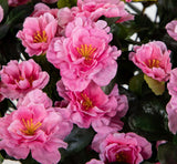 Azalee im Töpfchen 24 cm - 34 cm Höhe pink
