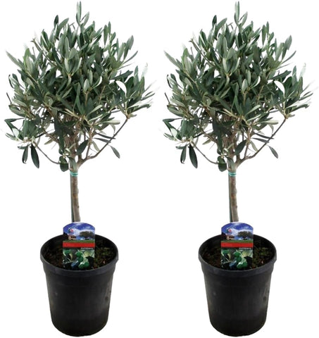 Echte 2x Olivenbäume 50-60 / 70-90 cm Höhe im Doppelpack. Pflanze in der Box!