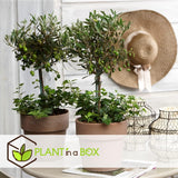 Echte 2x Olivenbäume 50-60 / 70-90 cm Höhe im Doppelpack. Pflanze in der Box!