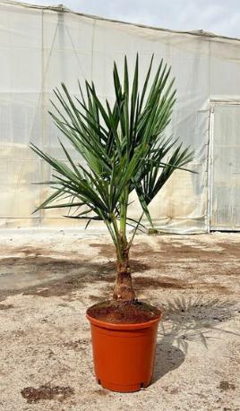 Echte Palme 140 cm Trachycarpus Fortunei Hanfpalme - Chinesische Fächerpalme - Winterhart bis minus 18 Grad