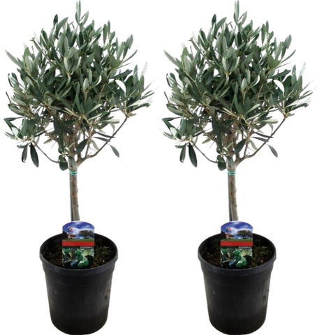 Echte 2x Olivenbäume 50-60 / 70-90 cm Höhe im Doppelpack.