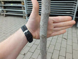 Echter Feigenbaum 180 cm Obstbaum winterhart kräftiger Stamm, Ficus Carica