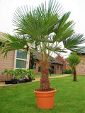 Echte Palme 140 cm Trachycarpus Fortunei Hanfpalme - Chinesische Fächerpalme - Winterhart bis minus 18 Grad
