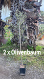 Echte 2x Olivenbäume 140-180 cm Höhe im Doppelpack. Pflanze in der Box! Beste Qualität. Robust.
