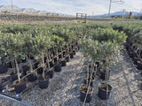 Olivenbaum mit Stamm, Olive 100-120 cm hoch, beste Qualität, Olea Europaea. Premiumqualität.
