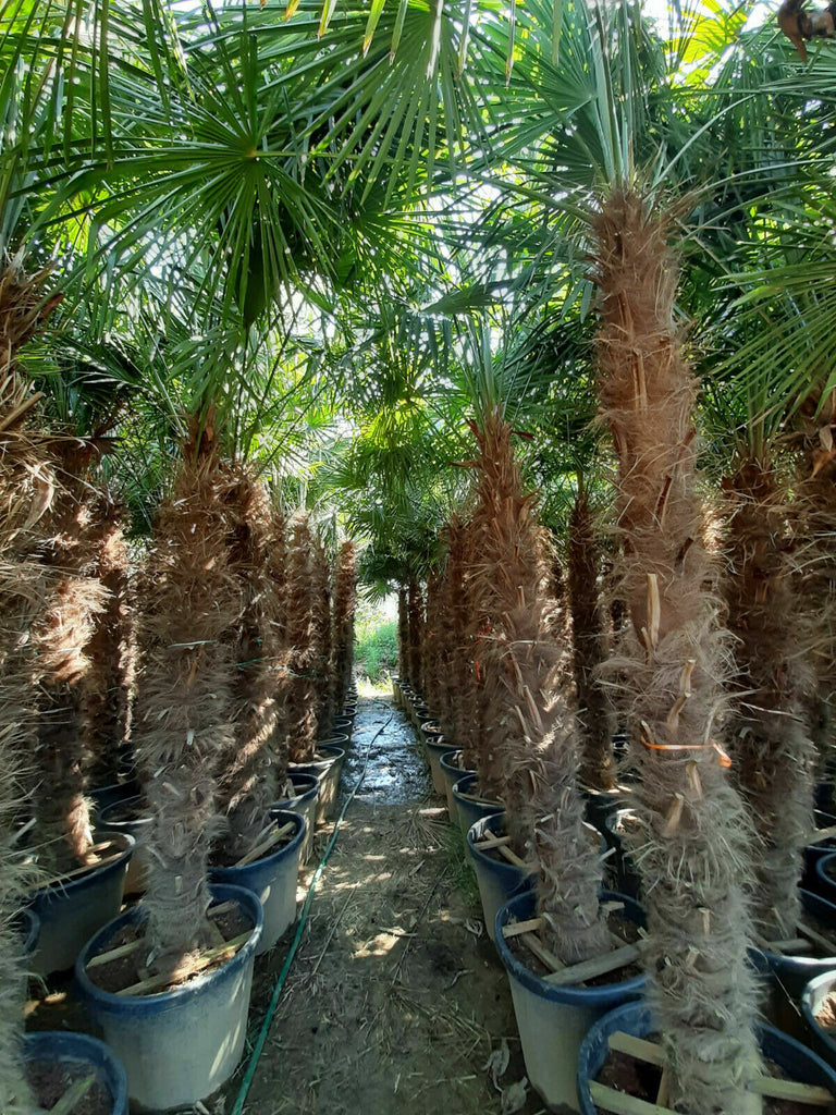 Echte Palme 4,50 Meter Höhe Trachycarpus Fortunei Hanfpalme