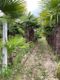 Echte Palme 3 Meter Höhe Trachycarpus Fortunei Hanfpalme - Chinesische Fächerpalme - Winterhart bis minus 18 Grad