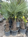 Echte Palme 160 cm Trachycarpus Fortunei Hanfpalme - Chinesische Fächerpalme - Winterhart bis minus 18 Grad