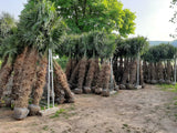Echte Palme 2,20 - 2,50 Meter Höhe Trachycarpus Fortunei Hanfpalme - Chinesische Fächerpalme - Winterhart bis minus 18 Grad