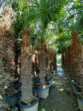 Echte Palme 4,50 Meter Höhe Trachycarpus Fortunei Hanfpalme - Chinesische Fächerpalme - Winterhart bis minus 18 Grad
