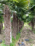 Echte Palme 3 Meter Höhe Trachycarpus Fortunei Hanfpalme - Chinesische Fächerpalme - Winterhart bis minus 18 Grad
