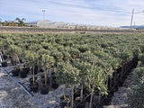 Olivenbaum mit Stamm, Olive 100-120 cm hoch, beste Qualität, Olea Europaea. Premiumqualität.