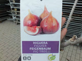 Echter Feigenbaum 180 cm Obstbaum winterhart kräftiger Stamm, Ficus Carica