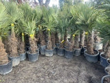 Echte Palme 160 cm Trachycarpus Fortunei Hanfpalme - Chinesische Fächerpalme - Winterhart bis minus 18 Grad