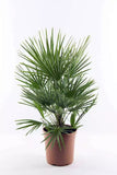 Echte Palme "Vulcano" 90-100 cm Zwergpalme Chamaerops Humilis, winterhart bis -12°C