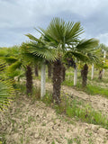 Echte Palme 3 Meter Höhe Trachycarpus Fortunei Hanfpalme - Chinesische Fächerpalme - Winterhart bis minus 18 Grad