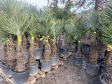 Echte Palme 160 cm Trachycarpus Fortunei Hanfpalme - Chinesische Fächerpalme - Winterhart bis minus 18 Grad