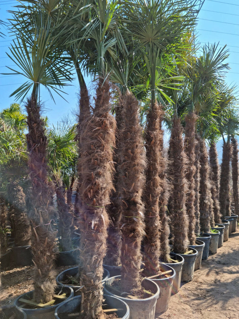 Echte Palme 4,50 Meter Höhe Trachycarpus Fortunei Hanfpalme