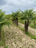 Echte Palme 3 Meter Höhe Trachycarpus Fortunei Hanfpalme - Chinesische Fächerpalme - Winterhart bis minus 18 Grad