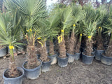 Echte Palme 160 cm Trachycarpus Fortunei Hanfpalme - Chinesische Fächerpalme - Winterhart bis minus 18 Grad
