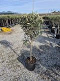 Olivenbaum mit Stamm, Olive 100-120 cm hoch, beste Qualität, Olea Europaea. Premiumqualität.