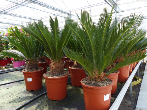 Echter Premium Palmfarn 70 - 90 cm Cycas Revoluta Sagopalme Palme, innen + außen