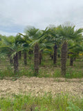 Echte Palme 3 Meter Höhe Trachycarpus Fortunei Hanfpalme - Chinesische Fächerpalme - Winterhart bis minus 18 Grad