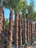 Echte Palme 4,50 Meter Höhe Trachycarpus Fortunei Hanfpalme - Chinesische Fächerpalme - Winterhart bis minus 18 Grad