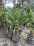 Echte Palme 160 cm Trachycarpus Fortunei Hanfpalme - Chinesische Fächerpalme - Winterhart bis minus 18 Grad