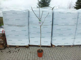 Echter Feigenbaum 180 cm Obstbaum winterhart kräftiger Stamm, Ficus Carica