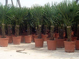 Echte Palme 140 cm Trachycarpus Fortunei Hanfpalme - Chinesische Fächerpalme - Winterhart bis minus 18 Grad