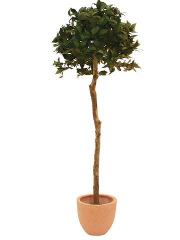 Künstlicher Lorbeerbaum mit Seidenblättern und Naturstamm. 180 cm. Pflegefrei.