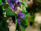 Künstlicher Bougainvillea-Baum lila 1,50 - 1,80 Meter