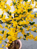 Künstlicher Forsythienbaum mit 3 Natur-Stämmen, gelb 150 cm