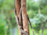 Künstlicher Zitronenbaum mit Früchten 1,50 - 1,80 Meter