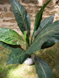 Mangoldbusch, künstlich, 45cm