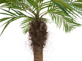 Phönixpalmen mit gebogenem Stamm, mit seidenen Palmenwedeln. 240 cm Höhe.