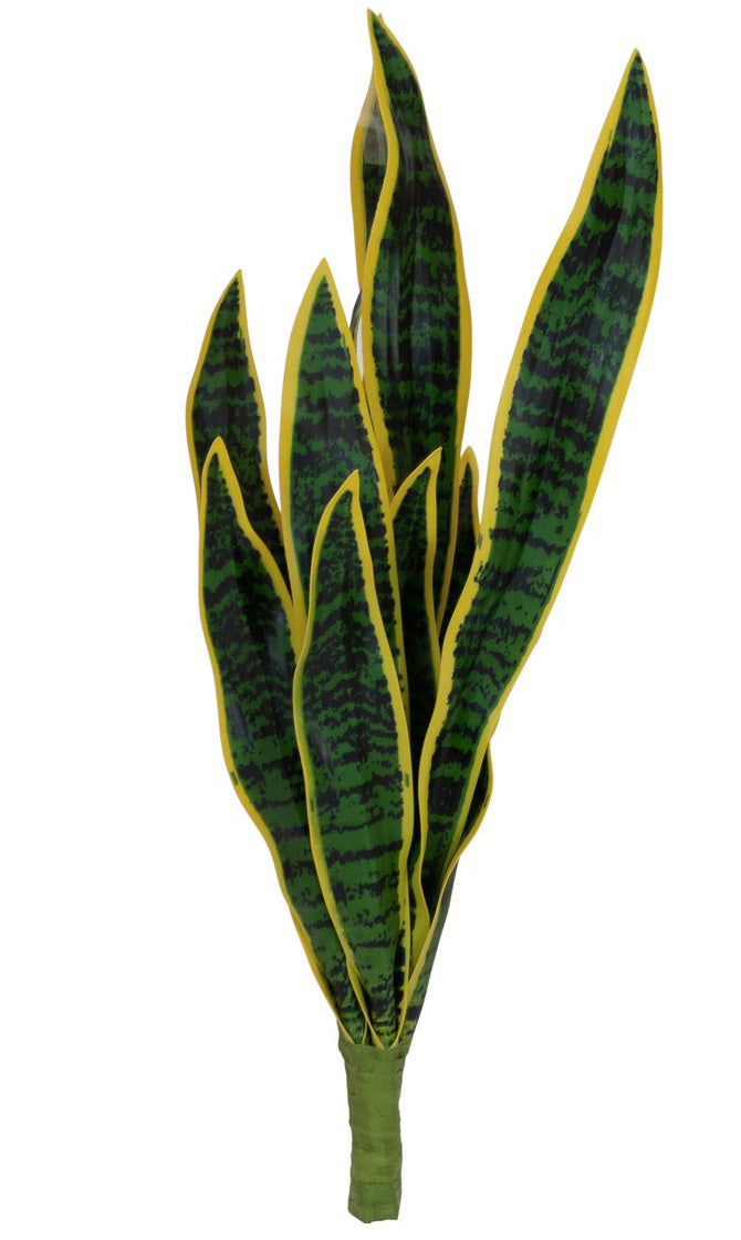 Bogenhanf Sansevieria grün-gelb 60 cm – Poochy-Couture