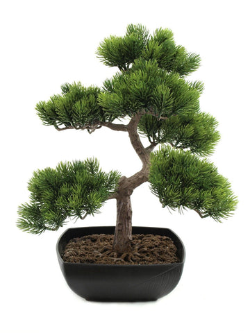 Bonsai-Pinie 50 cm