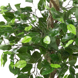 Künstlicher Ficus-Benjamini 150 cm mit 2 Baumkronen. Zierpflanze, Ziergewächs.