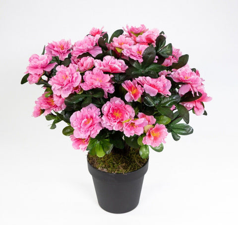 Große Azalee im Topf 36 cm Höhe 56 Blüten pink