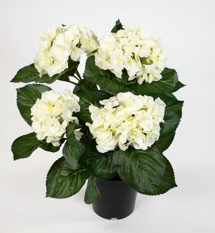 Hortensienbusch weiß-creme, 42 cm, im Topf.