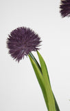 Alliumpflanze 60 cm lila im Topf