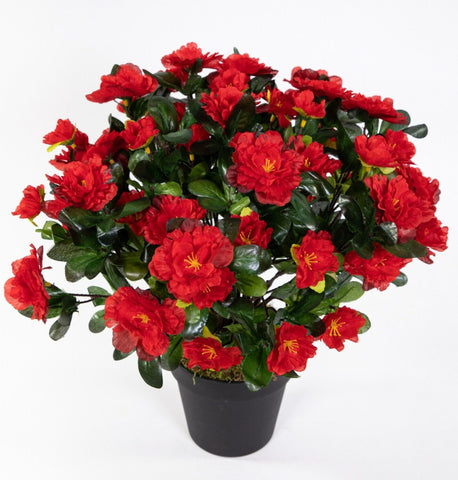 Große Azalee im Topf 36 cm Höhe 56 Blüten rot